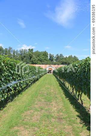 September wine vineyard Azumino winery September wine vineyard Azumino winery 69386195