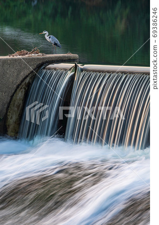 野鳥飛過白石水壩，日落時分，流經清澈的菊池河 69386246