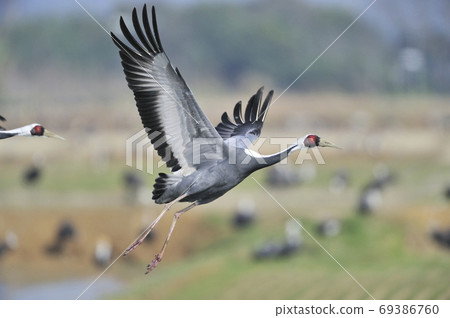 White-naped crane taking off (Izumi City, Kagoshima Prefecture) 69386760