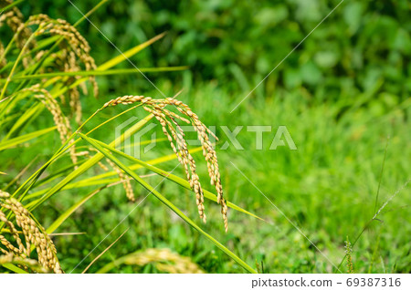 Fruit rice Fruit rice 69387316