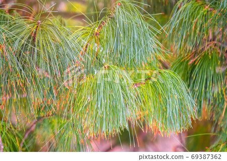 Cedar branches with long fluffy needles with a 69387362