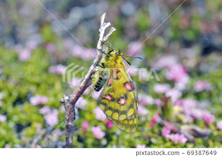 女Us町（北海道大雪山） 69387649