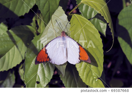 Male Great Orange Tip (Ishigaki Island, Okinawa Prefecture) 69387668