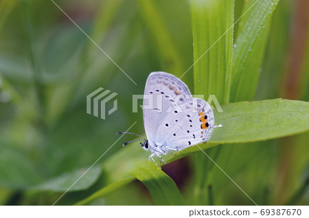 Short-tailed Blue (Tsurui Village, Hokkaido) Short-tailed Blue (Tsurui Village, Hokkaido) 69387670