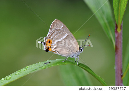 Female Favonius jezoensis (Tsurui Village, Hokkaido) 69387717