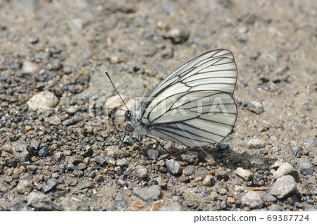 Water absorption behavior of black-veined white butterfly (Shikaoi Town, Hokkaido) 69387724
