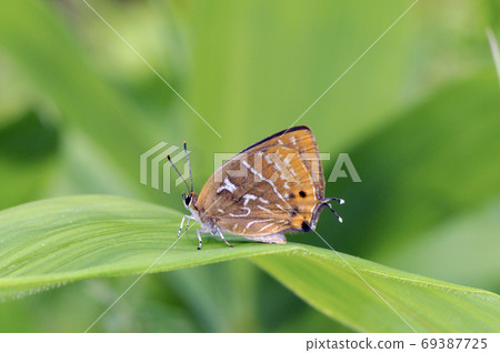 Uramisujishijimi (Tsurui Village, Hokkaido) Uramisujishijimi (Tsurui Village, Hokkaido) 69387725