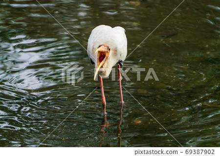 Milky stork at the waterside Milky stork at the waterside 69387902