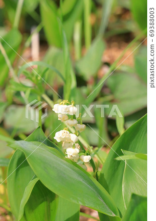 山谷 山谷 69388003