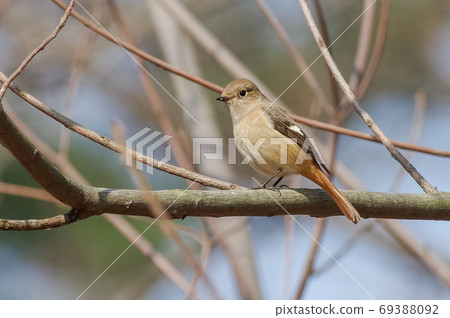 Daurian Redstart female on a tree Daurian Redstart female on a tree 69388092