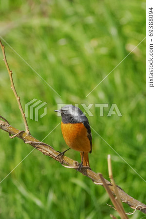 A male Joubidaki who spreads his legs and perches on a tree A male Joubidaki who spreads his legs and perches on a tree 69388094