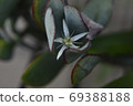 Fuchibeni Benkei在樹蔭下盛開 69388188