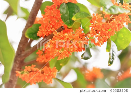 Kinmokusei that blooms pretty florets 69388308