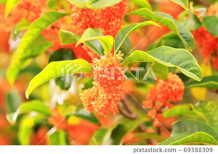 Kinmokusei that blooms pretty florets 69388309