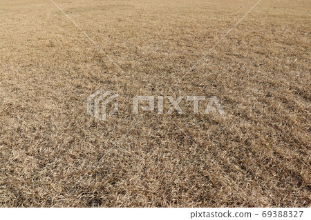 Image of winter lawn Image of winter lawn 69388327