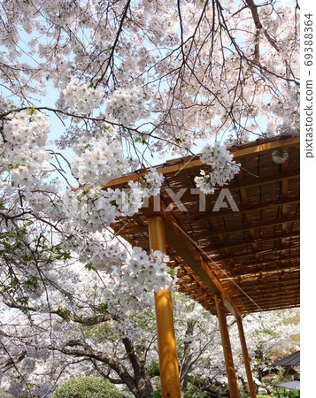 Tsuruoka Hachimangu Shrine in spring Tsuruoka Hachimangu Shrine in spring 69388364