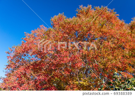 Fall leaves Fall leaves 69388389