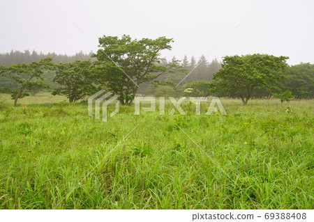 Kirigamine plateau flowers Kirigamine plateau flowers 69388408