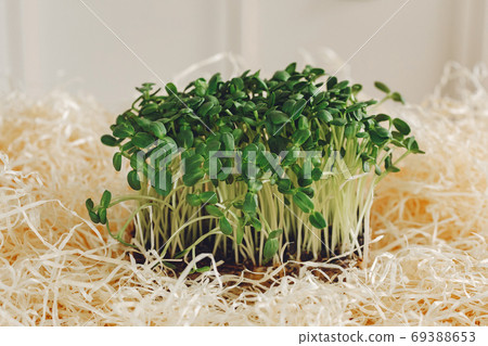 Heap of beet micro greens on table background Heap of beet micro greens on table background 69388653