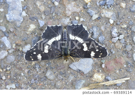 Male of Akamadara (Tsubetsu Town, Hokkaido) 69389114
