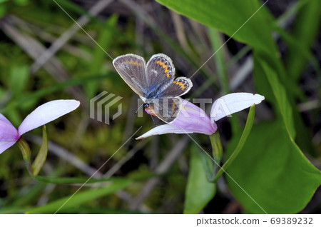 喜壽喜美從土莊（北海道鶴井村）吮吸蜂蜜 69389232