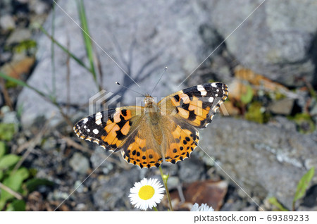 Painted Lady (Shiretoko, Hokkaido) 69389233