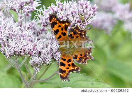 The male of Comma (Kamikawa Town, Hokkaido) The male of Comma (Kamikawa Town, Hokkaido) 69389252