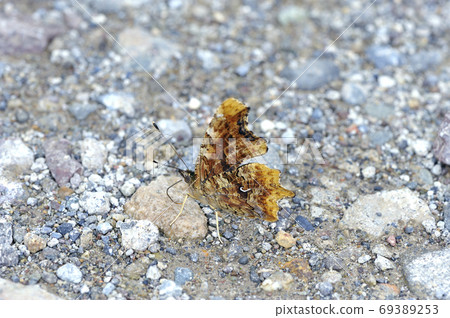 Comma that absorbs water (Tsubetsu Town, Hokkaido) Comma that absorbs water (Tsubetsu Town, Hokkaido) 69389253