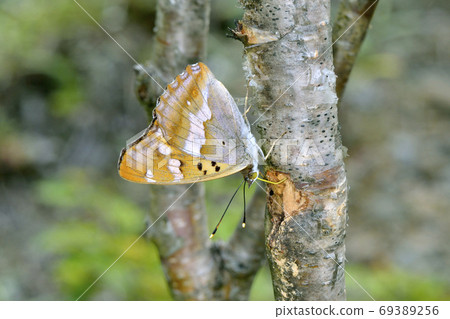 Komurasaki sucking sap (Kamishihoro Town, Hokkaido) Komurasaki sucking sap (Kamishihoro Town, Hokkaido) 69389256
