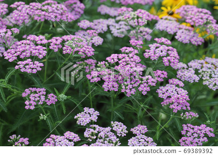 Pink flowers of Achillea millefolium blooming in the flowerbed in early summer 69389392