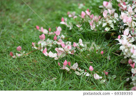 Hatsuyuki Kazura and the lawn 69389393