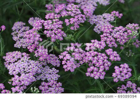 初夏盛開在花床上的鋸齒粉色的花 69389394
