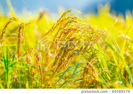 Rice ears covered with morning dew [Nagano Prefecture] 69389579
