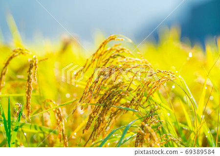 Rice ears covered with morning dew [Nagano Prefecture] 69389584