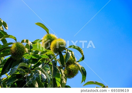 所澤市栗hat和藍天 69389619