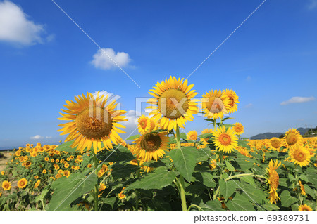 Sunflower 2567 Sunflower 2567 69389731