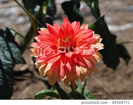 Dalia,橙色,正式,中小型 Dalia,橙色,正式,中小型 69389751