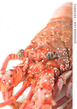 Boiled lobster on white background 69389852