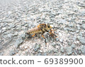 Predation site of Scallop 69389900