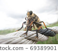 Predation of Scallops. Bees can be eaten 1 69389901