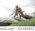 Predation of Scallops. Bees can be eaten 2 69389902