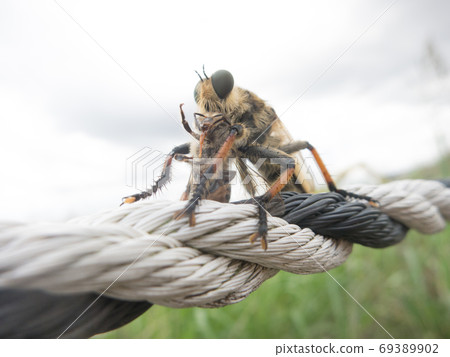 Predation of Scallops. Bees can be eaten 2 Predation of Scallops. Bees can be eaten 2 69389902