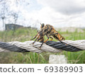 Predation of Scallops. Bees can be eaten 3 69389903
