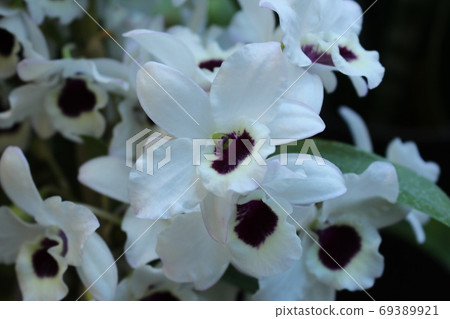 白色蘭花 白色蘭花 69389921