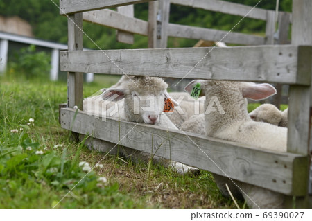 Lamb Lamb 69390027