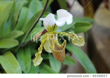 Paphiopedylum Paphiopedylum 69390057
