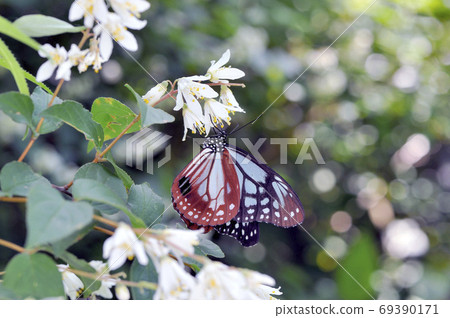 Chestnut tiger sucking honey (Daisen Town, Tottori Prefecture) Chestnut tiger sucking honey (Daisen Town, Tottori Prefecture) 69390171