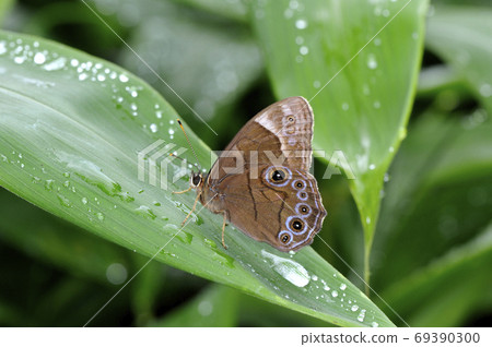 Lethe diana (Tsurui Village, Hokkaido) 69390300