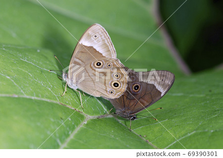 黑蜥蜴的交配(北海道鶴井村) 黑蜥蜴的交配(北海道鶴井村) 69390301