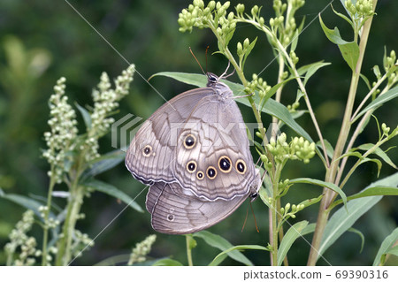 Mating of giant lizards (Tsurui Village, Hokkaido) 69390316